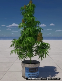 inZOI MOD杂草植物 Weed Plant【N网MOD】