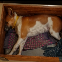 【N网搬运】INZOI沉睡的狗 mod